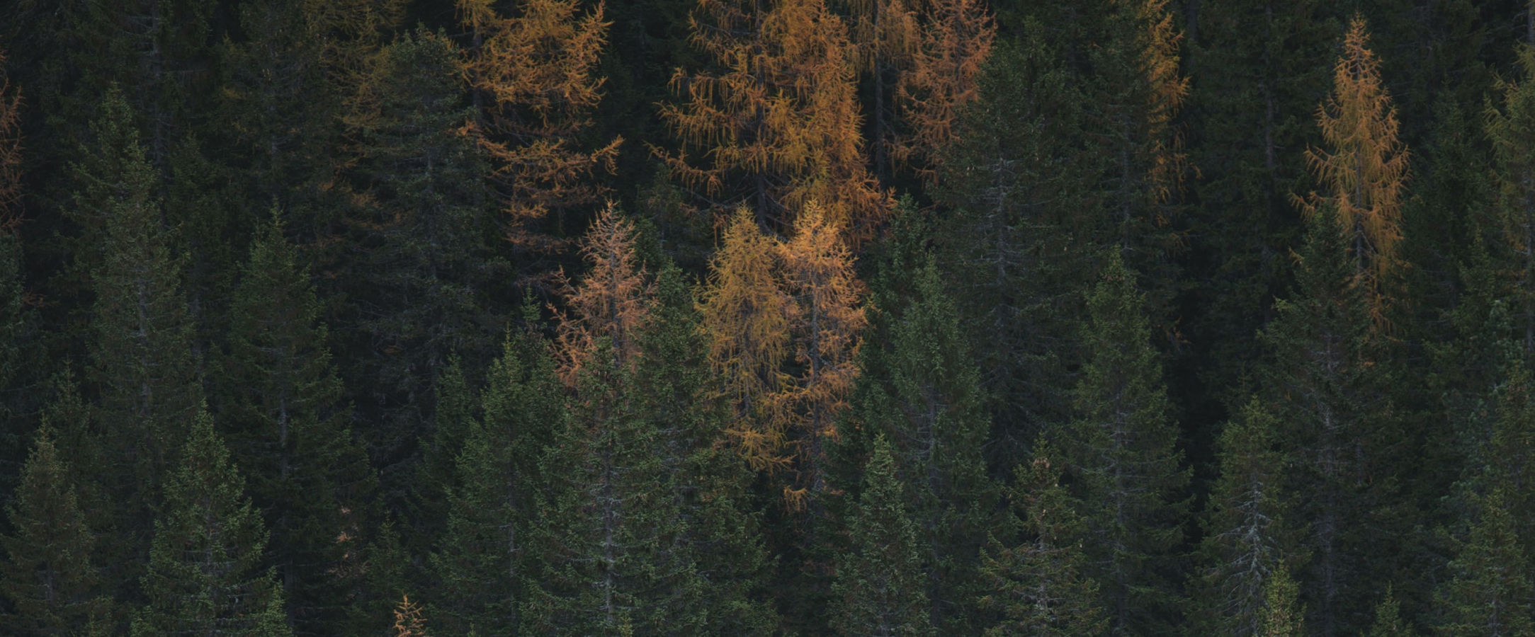 federico-bottos-Z3NceSeZqgI-unsplash-1_ds.jpg