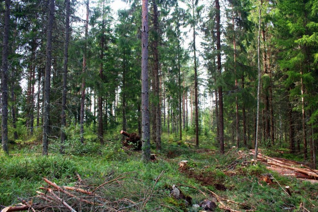 irjanne-hakkuukuva-1024x682.jpg