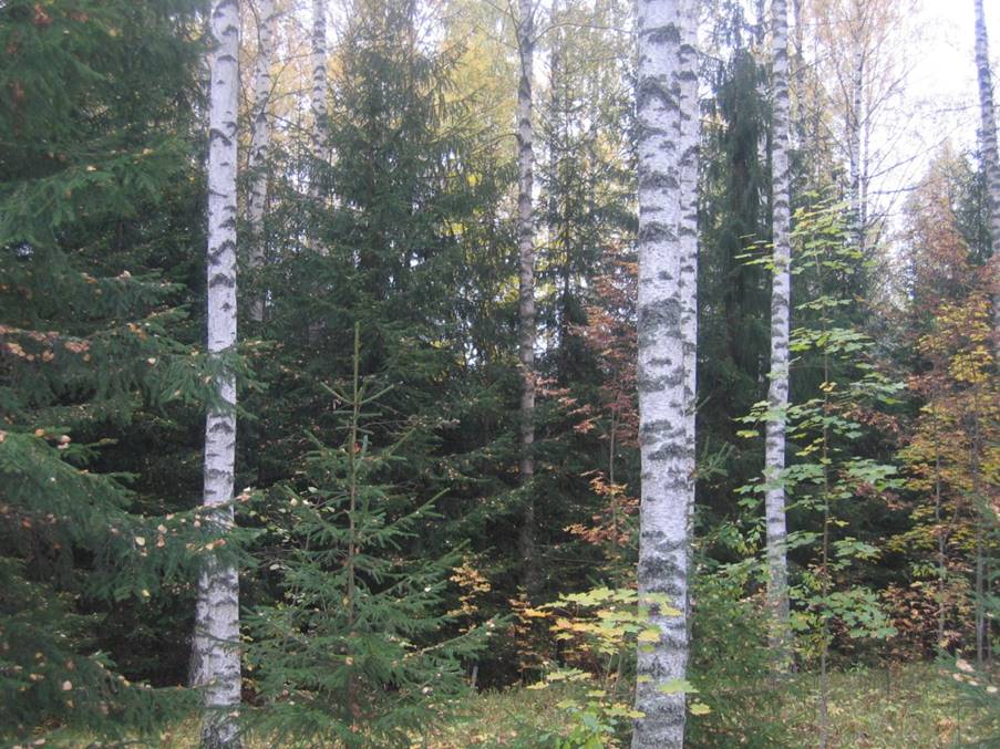 image006_0.jpeg